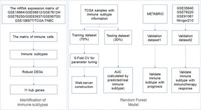 A Machine Learning Model to Predict the Triple Negative Breast Cancer Immune Subtype